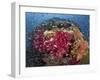 Colorful Corals on Reef, Raja Ampat, Papua, Indonesia-Jones-Shimlock-Framed Photographic Print