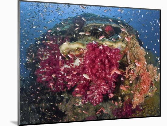 Colorful Corals on Reef, Raja Ampat, Papua, Indonesia-Jones-Shimlock-Mounted Photographic Print