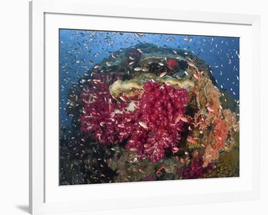 Colorful Corals on Reef, Raja Ampat, Papua, Indonesia-Jones-Shimlock-Framed Photographic Print