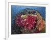 Colorful Corals on Reef, Raja Ampat, Papua, Indonesia-Jones-Shimlock-Framed Photographic Print