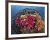 Colorful Corals on Reef, Raja Ampat, Papua, Indonesia-Jones-Shimlock-Framed Photographic Print