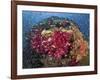 Colorful Corals on Reef, Raja Ampat, Papua, Indonesia-Jones-Shimlock-Framed Photographic Print