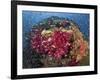 Colorful Corals on Reef, Raja Ampat, Papua, Indonesia-Jones-Shimlock-Framed Photographic Print