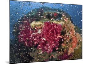 Colorful Corals on Reef, Raja Ampat, Papua, Indonesia-Jones-Shimlock-Mounted Photographic Print