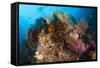 Colorful Crinoids and Soft Corals Adorn a Reef in Raja Ampat-null-Framed Stretched Canvas