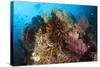 Colorful Crinoids and Soft Corals Adorn a Reef in Raja Ampat-null-Stretched Canvas