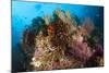 Colorful Crinoids and Soft Corals Adorn a Reef in Raja Ampat-null-Mounted Photographic Print