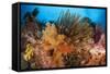 Colorful Crinoids and Soft Corals Adorn a Reef in Raja Ampat-null-Framed Stretched Canvas