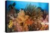 Colorful Crinoids and Soft Corals Adorn a Reef in Raja Ampat-null-Stretched Canvas