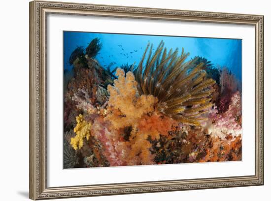 Colorful Crinoids and Soft Corals Adorn a Reef in Raja Ampat-null-Framed Photographic Print