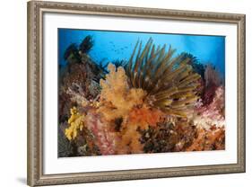 Colorful Crinoids and Soft Corals Adorn a Reef in Raja Ampat-null-Framed Photographic Print