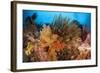 Colorful Crinoids and Soft Corals Adorn a Reef in Raja Ampat-null-Framed Photographic Print