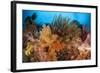 Colorful Crinoids and Soft Corals Adorn a Reef in Raja Ampat-null-Framed Photographic Print