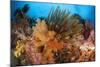 Colorful Crinoids and Soft Corals Adorn a Reef in Raja Ampat-null-Mounted Photographic Print