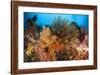 Colorful Crinoids and Soft Corals Adorn a Reef in Raja Ampat-null-Framed Photographic Print