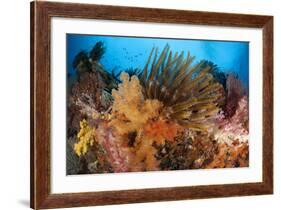 Colorful Crinoids and Soft Corals Adorn a Reef in Raja Ampat-null-Framed Photographic Print