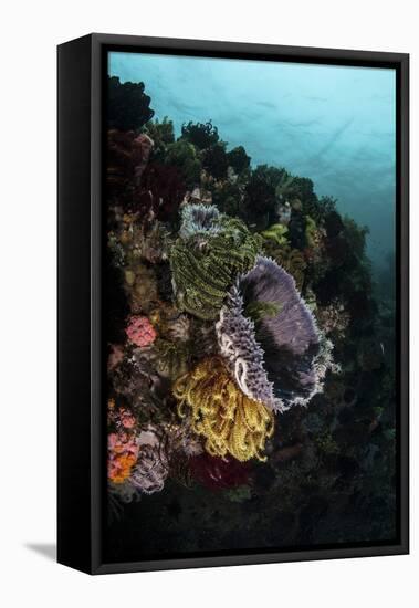 Colorful Crinoids and Sponges Grow on a Vibrant Reef in Indonesia-Stocktrek Images-Framed Stretched Canvas