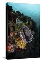 Colorful Crinoids and Sponges Grow on a Vibrant Reef in Indonesia-Stocktrek Images-Stretched Canvas