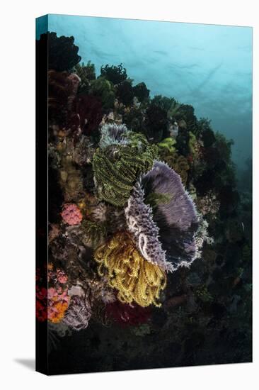 Colorful Crinoids and Sponges Grow on a Vibrant Reef in Indonesia-Stocktrek Images-Stretched Canvas