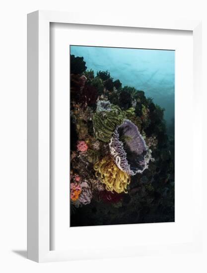 Colorful Crinoids and Sponges Grow on a Vibrant Reef in Indonesia-Stocktrek Images-Framed Photographic Print