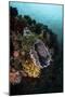 Colorful Crinoids and Sponges Grow on a Vibrant Reef in Indonesia-Stocktrek Images-Mounted Photographic Print