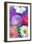 Colorful Dahlia Blossoms in Water-Alaya Gadeh-Framed Photographic Print