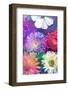 Colorful Dahlia Blossoms in Water-Alaya Gadeh-Framed Photographic Print