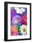 Colorful Dahlia Blossoms in Water-Alaya Gadeh-Framed Photographic Print