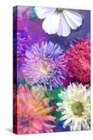 Colorful Dahlia Blossoms in Water-Alaya Gadeh-Stretched Canvas