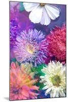 Colorful Dahlia Blossoms in Water-Alaya Gadeh-Mounted Photographic Print