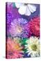Colorful Dahlia Blossoms in Water-Alaya Gadeh-Stretched Canvas