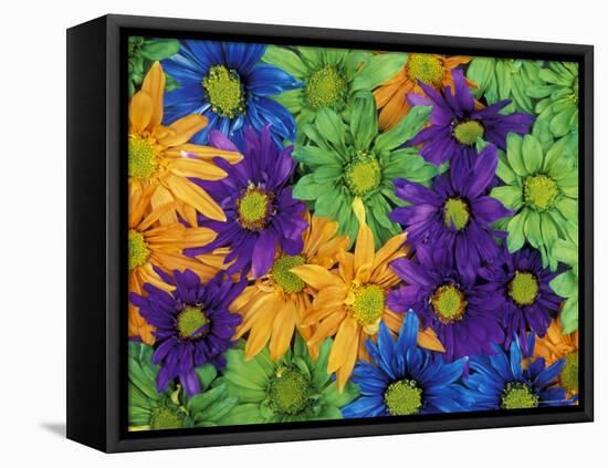 Colorful Daisies, Washington, USA-null-Framed Stretched Canvas