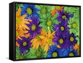 Colorful Daisies, Washington, USA-null-Framed Stretched Canvas