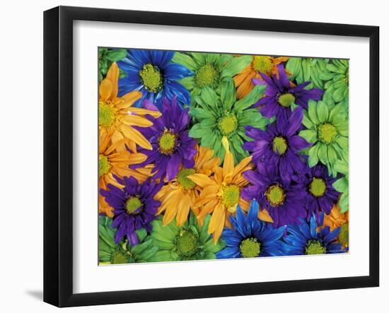 Colorful Daisies, Washington, USA-null-Framed Photographic Print