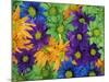 Colorful Daisies, Washington, USA-null-Mounted Photographic Print