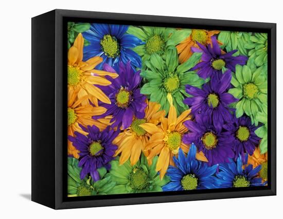 Colorful Daisies, Washington, USA-null-Framed Stretched Canvas