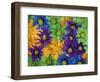 Colorful Daisies, Washington, USA-null-Framed Photographic Print