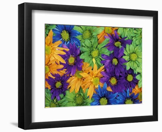 Colorful Daisies, Washington, USA-null-Framed Photographic Print