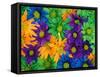 Colorful Daisy Collage, Washington, USA-null-Framed Stretched Canvas