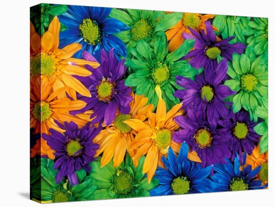 Colorful Daisy Collage, Washington, USA-null-Stretched Canvas