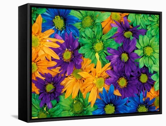 Colorful Daisy Collage, Washington, USA-null-Framed Stretched Canvas