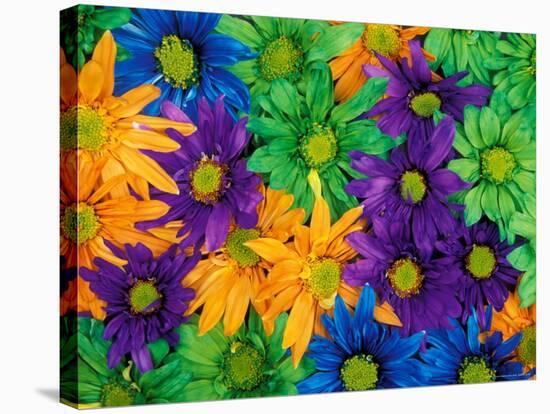 Colorful Daisy Collage, Washington, USA-null-Stretched Canvas