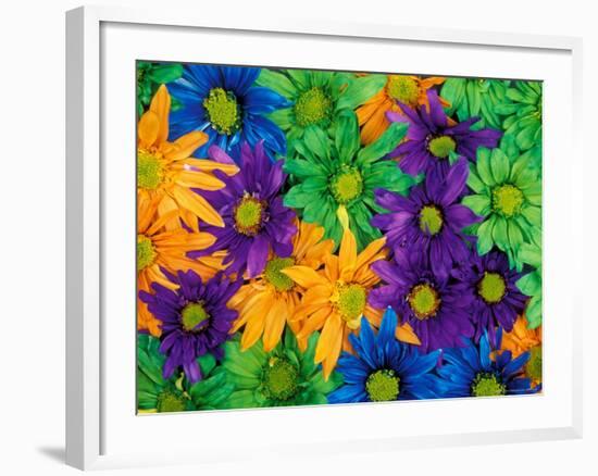 Colorful Daisy Collage, Washington, USA-null-Framed Photographic Print