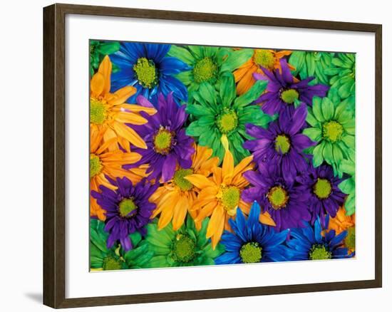 Colorful Daisy Collage, Washington, USA-null-Framed Photographic Print