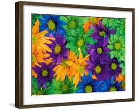 Colorful Daisy Collage, Washington, USA-null-Framed Photographic Print