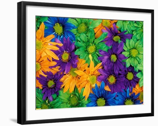 Colorful Daisy Collage, Washington, USA-null-Framed Photographic Print
