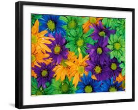 Colorful Daisy Collage, Washington, USA-null-Framed Photographic Print