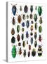 Colorful Design and Pattern of Beetles-Darrell Gulin-Stretched Canvas