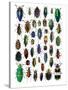 Colorful Design and Pattern of Beetles-Darrell Gulin-Stretched Canvas