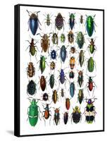Colorful Design and Pattern of Beetles-Darrell Gulin-Framed Stretched Canvas